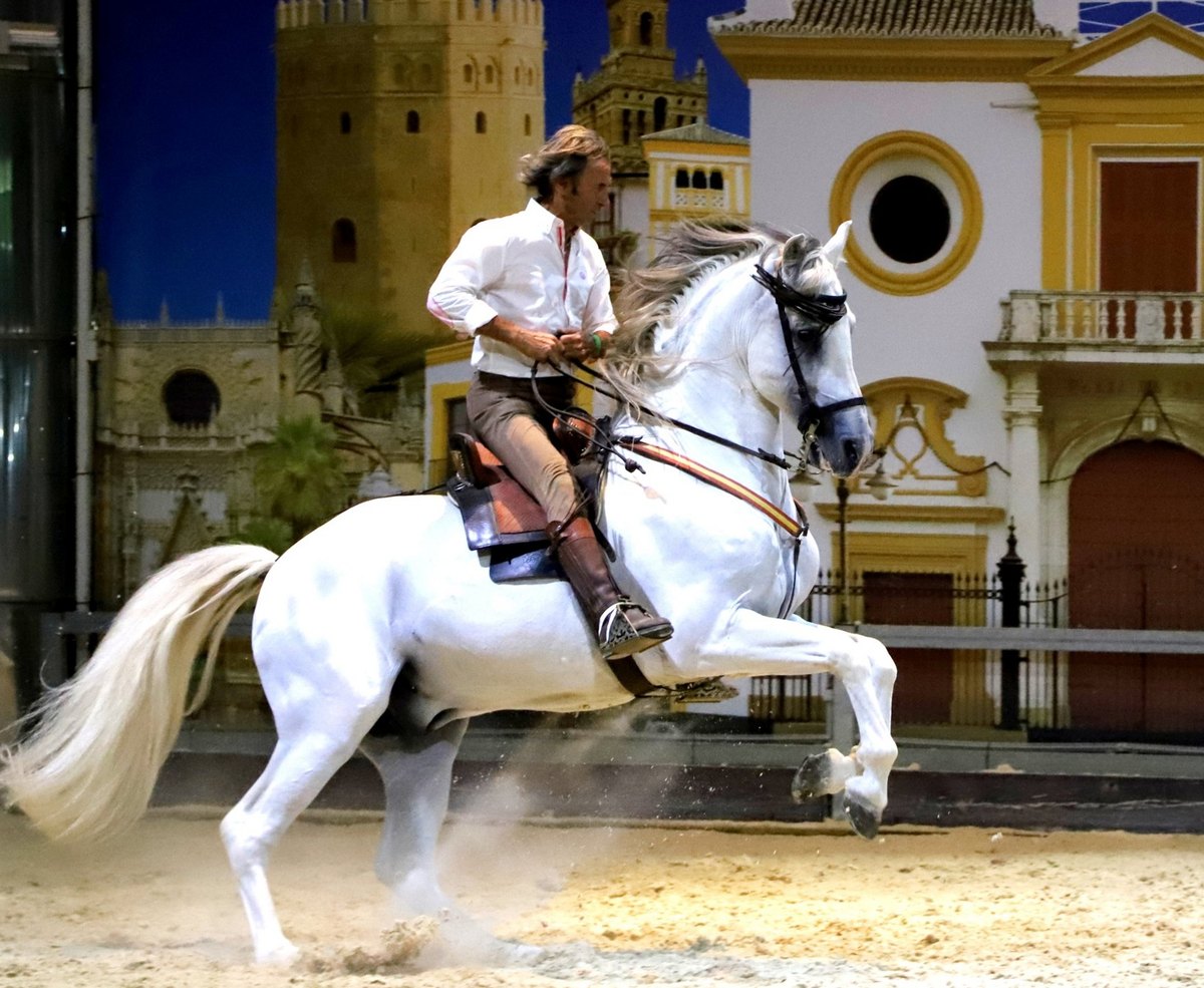 Juan Luis Malpartida monta un caballo blanco que se eleva sobre la arena