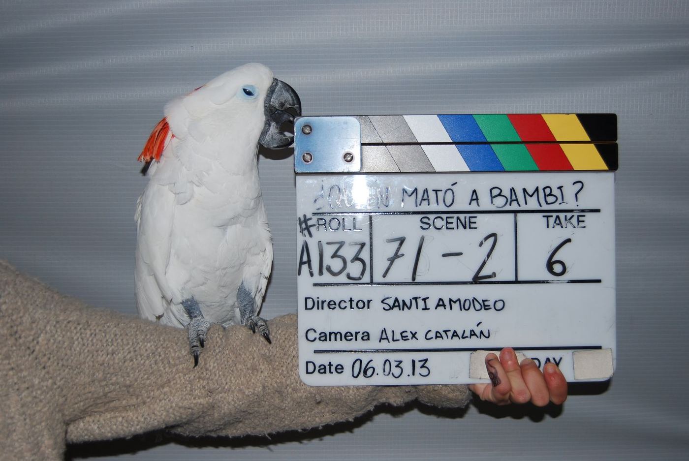 Cacatúa blanca posada junto a la claqueta del rodaje de ¿Quién mató a Bambi?