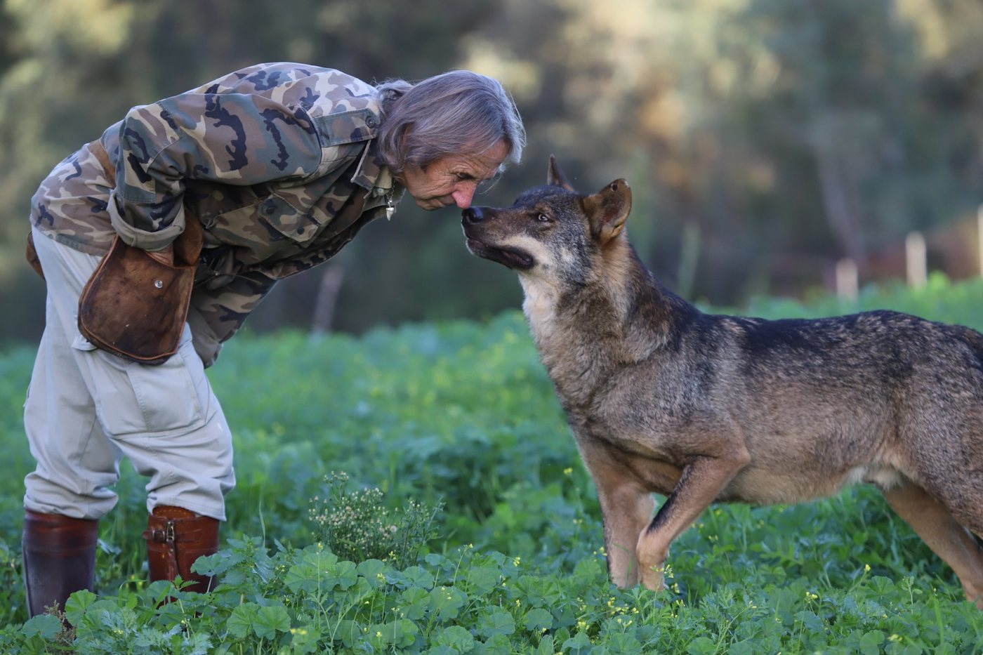 Juan Luis Malpartida, nariz con nariz con un lobo ibérico en el campo