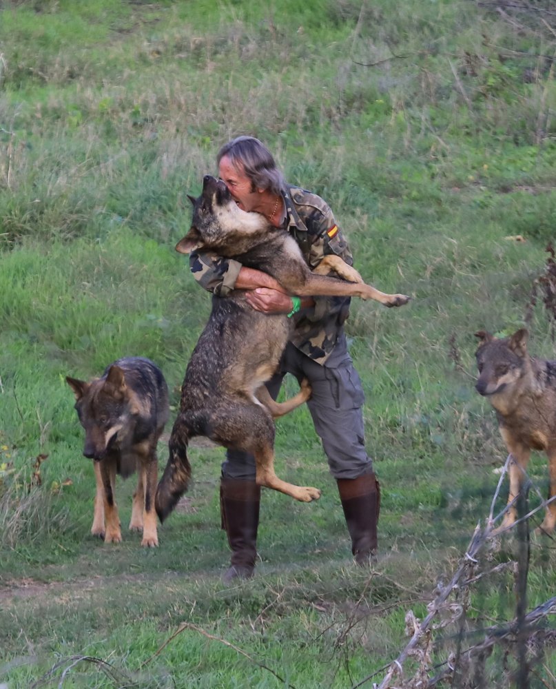 Juan Luis Malpartida abraza a un lobo ibérico que salta a sus brazos