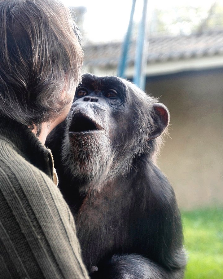 La chimpancé Gina mira con cariño a Juan Luis Malpartida